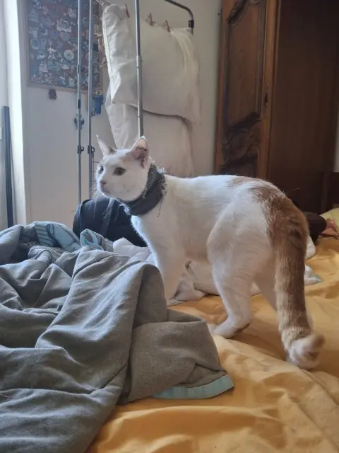 chat lost   91150 Étampes Batman