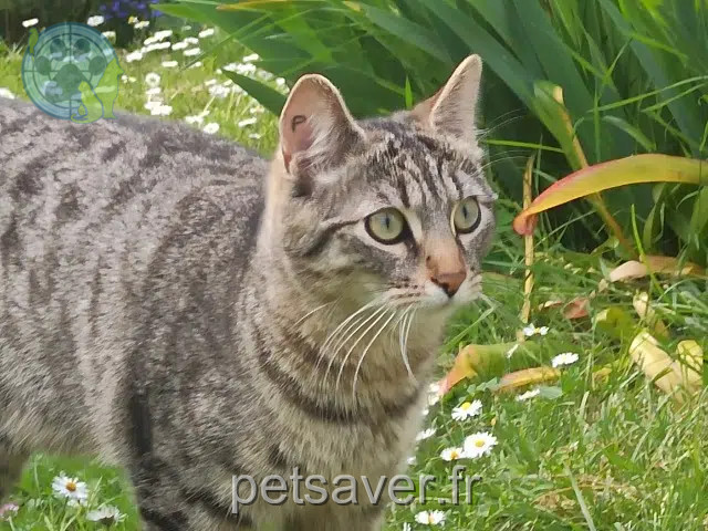 chat lost   91490 Courances Batou