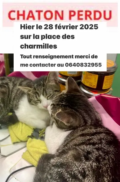 chat lost   91160 Longjumeau Bebito