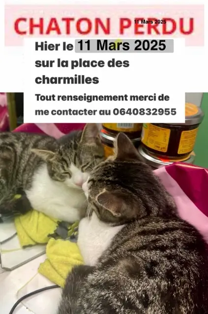 chat lost   91160 Longjumeau bebito