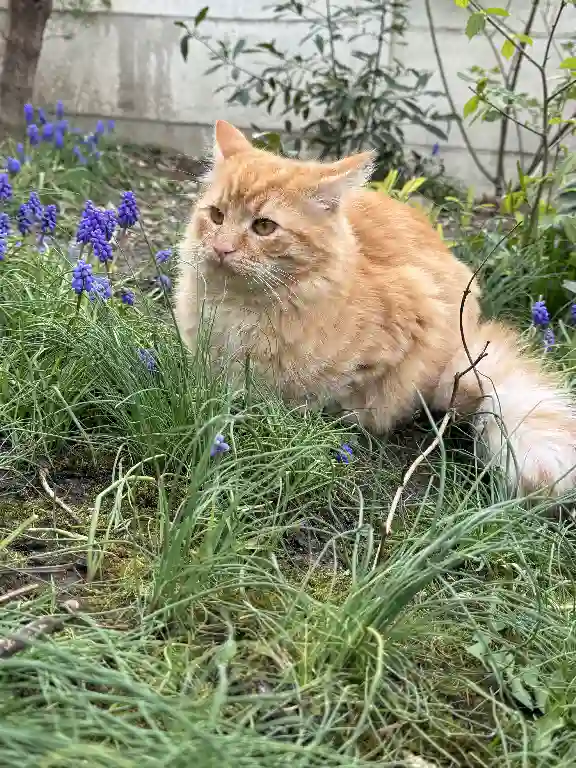 Chat Perdu 91 Essonne - Bengala