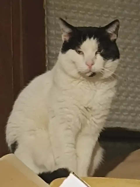 cat lost 91270 Vigneux-sur-Seine Bibou cat lost 91270 Vigneux-sur-Seine Bibou