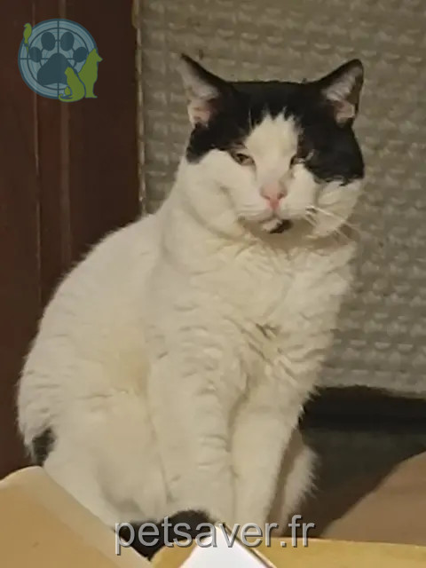 gato perdido 91270 Vigneux-sur-Seine Bibou gato lost 91270 Vigneux-sur-Seine Bibou