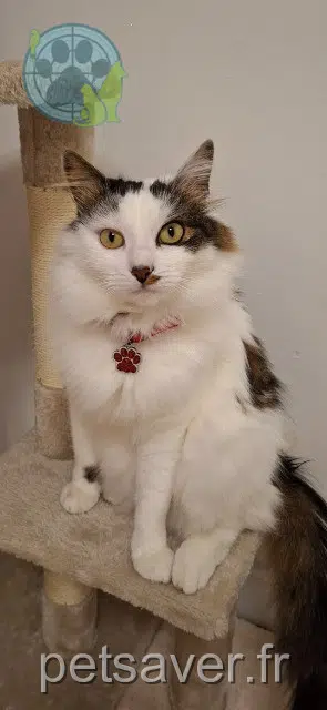 chat lost 91100 Corbeil-Essonnes Bijoux