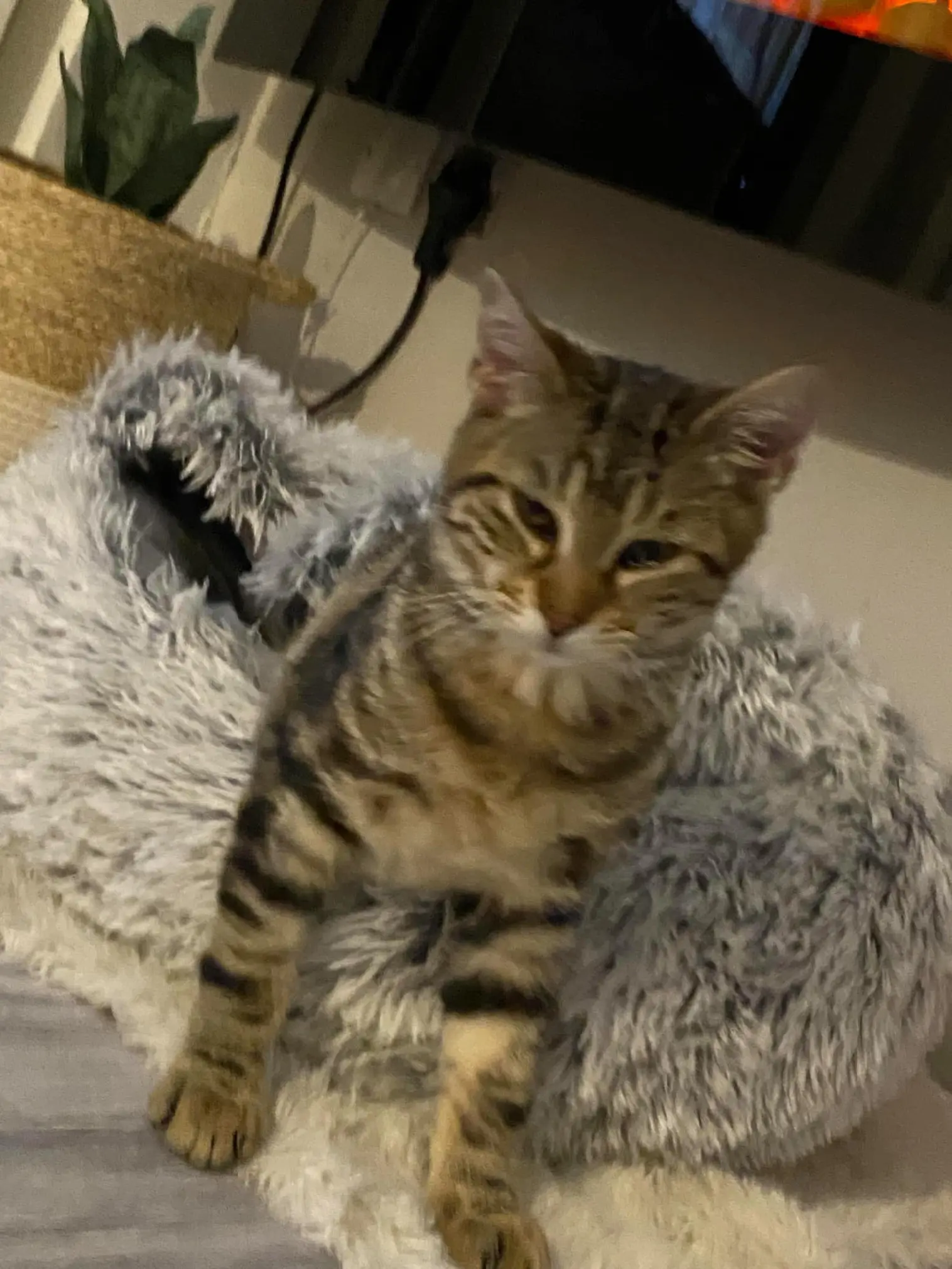 Chat Perdu 91 Essonne Chat Perdu 91 Essonne