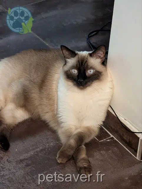 chat lost   91130 Ris-Orangis Bowie
