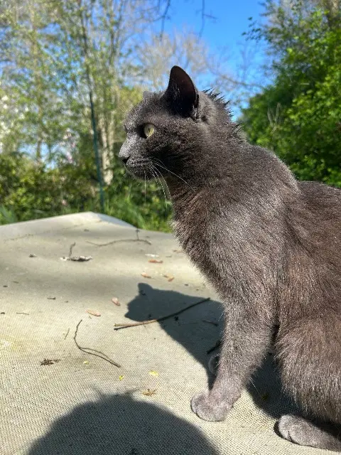 chat lost   91640 Janvry Cachemire