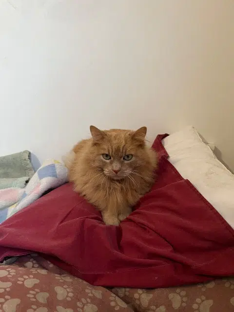 chat lost   91290 Arpajon Calinou