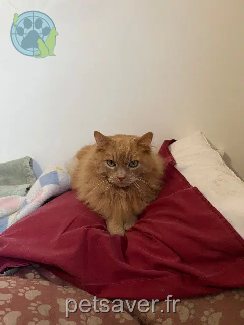 gato perdido 91290 Arpajon Calinou gato lost 91290 Arpajon Calinou