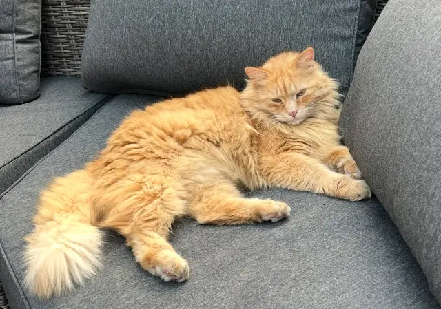 gatto perso 91360 Villemoisson-sur-Orge Caïpi gatto lost 91360 Villemoisson-sur-Orge Caïpi