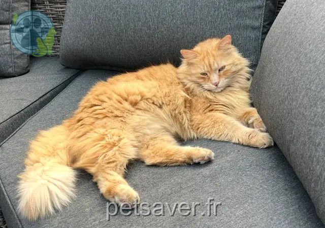 gato perdido 91360 Villemoisson-sur-Orge Caïpi gato lost 91360 Villemoisson-sur-Orge Caïpi