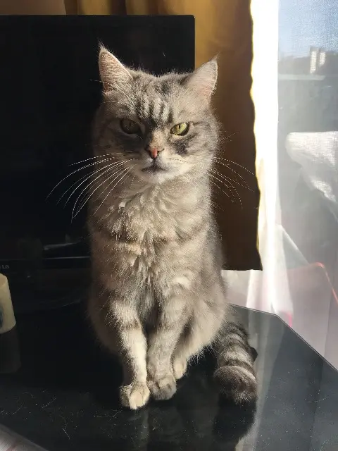 gatto perso 91230 Montgeron Cha gatto lost 91230 Montgeron Cha
