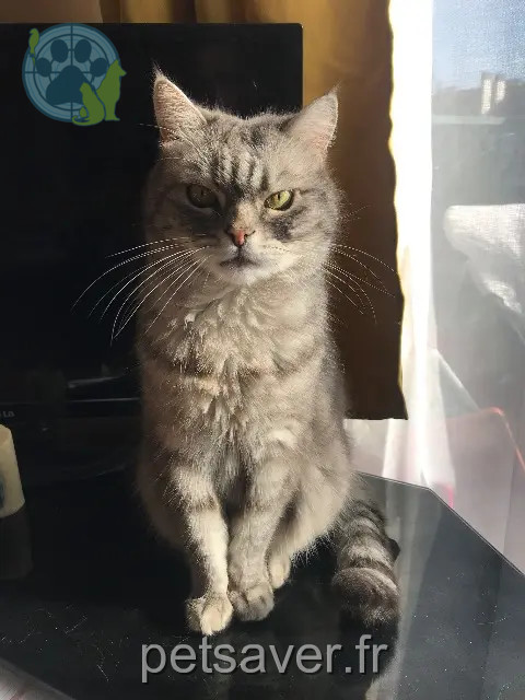 gato perdido 91230 Montgeron Cha gato lost 91230 Montgeron Cha