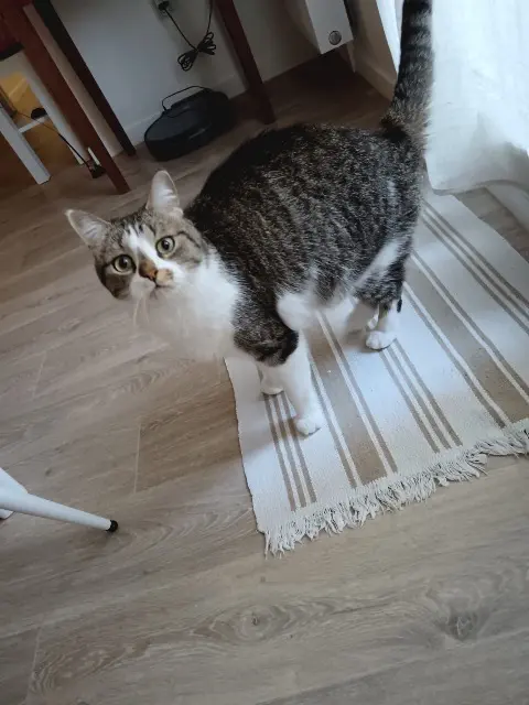 chat lost   91600 Savigny-sur-Orge Chacha (Rominet)