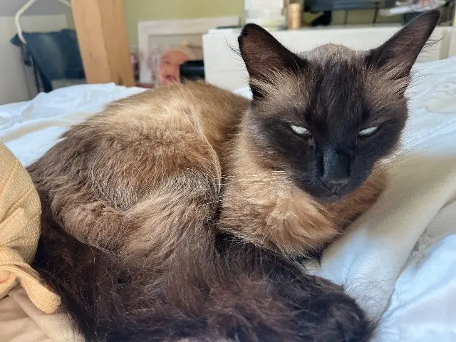 gatto perso 91420 Morangis Charlie gatto lost 91420 Morangis Charlie