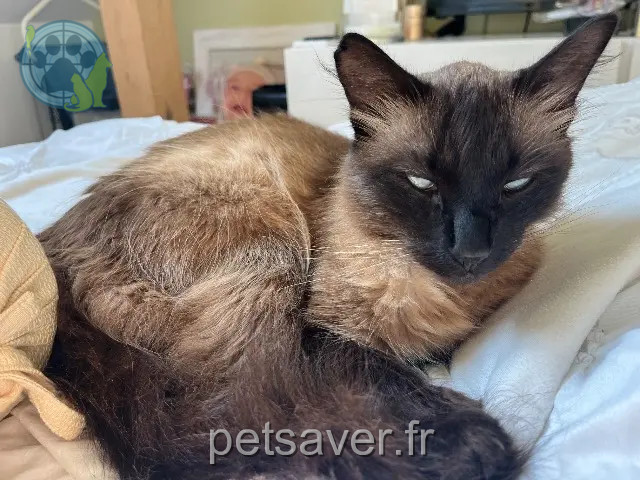 chat perdu 91420 Morangis Charlie chat lost 91420 Morangis Charlie
