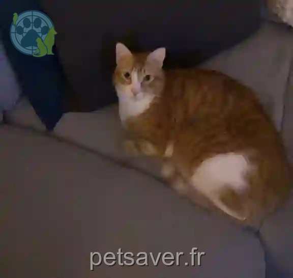Chat Perdu 91 Essonne - Cookie Chat Perdu 91 Essonne - Cookie