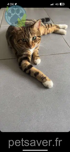 chat lost   91290 Arpajon César