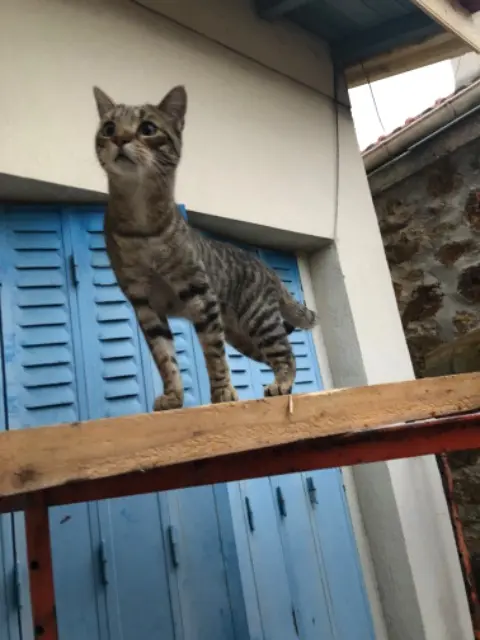 chat lost   91160 Longjumeau Didou