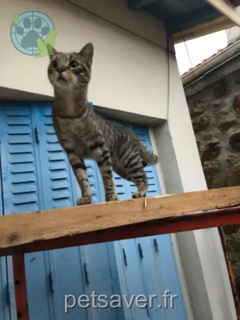 gatto perso 91160 Longjumeau Didou gatto lost 91160 Longjumeau Didou