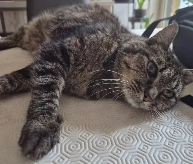 chat lost   91190 Gif-sur-Yvette Dijo