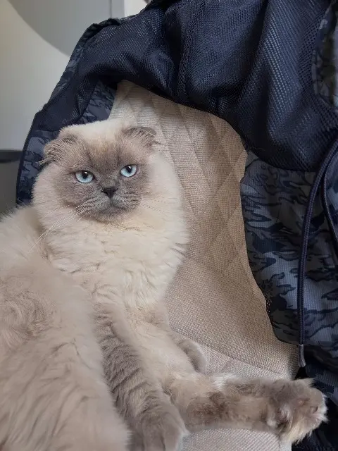 chat lost   91600 Savigny-sur-Orge Dobby