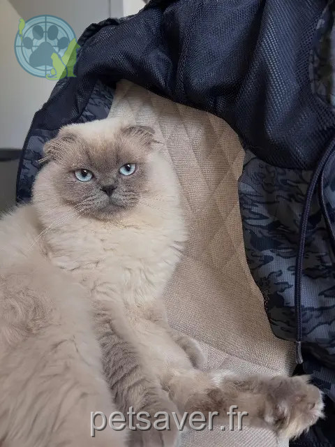 cat lost 91600 Savigny-sur-Orge Dobby cat lost 91600 Savigny-sur-Orge Dobby