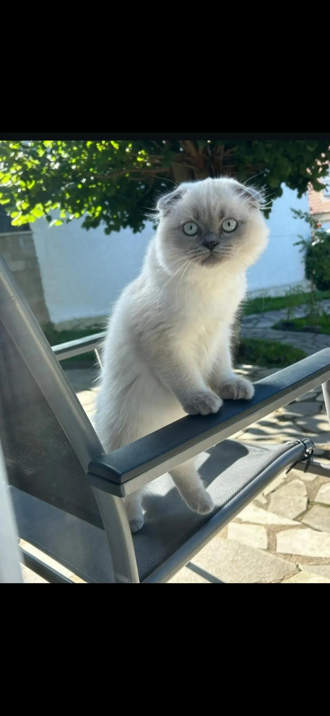 chat lost   91600 Savigny-sur-Orge DOBY