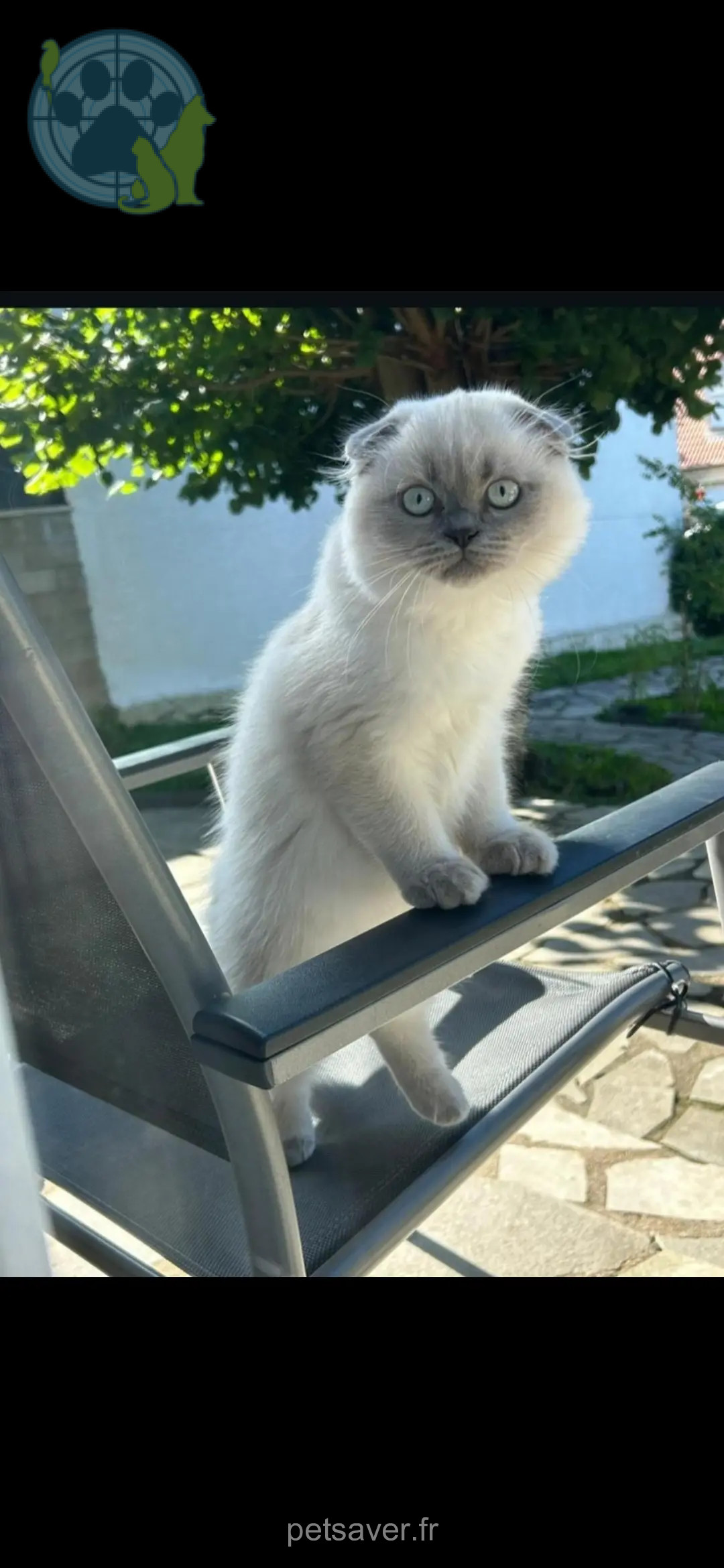 chat perdu 91600 Savigny-sur-Orge DOBY chat lost 91600 Savigny-sur-Orge DOBY