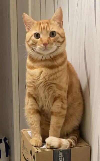 chat lost   91090 Lisses DOUDOU - ASLAN