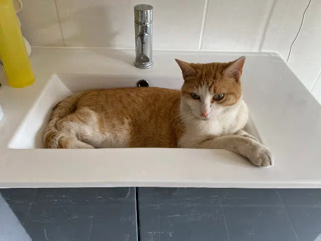 gato perdido 91600 Savigny-sur-Orge Doudou gato lost 91600 Savigny-sur-Orge Doudou