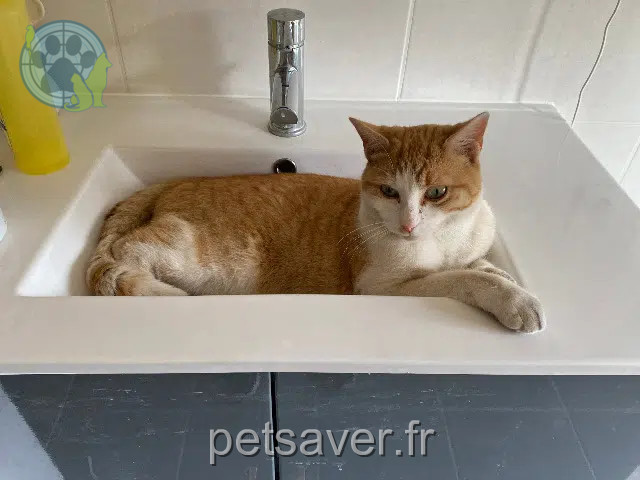cat lost 91600 Savigny-sur-Orge Doudou cat lost 91600 Savigny-sur-Orge Doudou