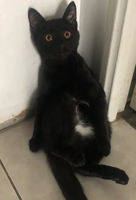 chat lost   91330 Yerres Elvis