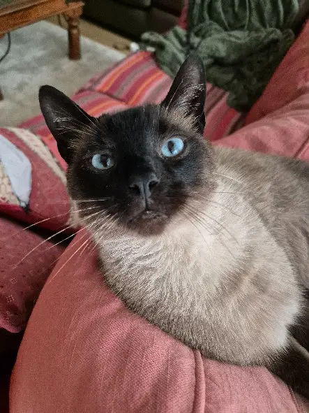 Chat Perdu 91 Essonne - Feanor Chat Perdu 91 Essonne - Feanor