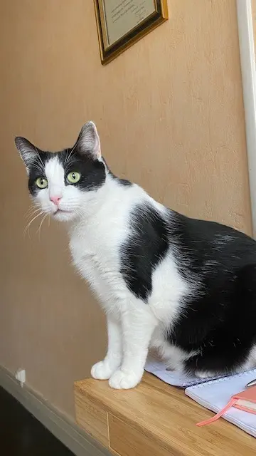 chat lost   91300 Massy Felix