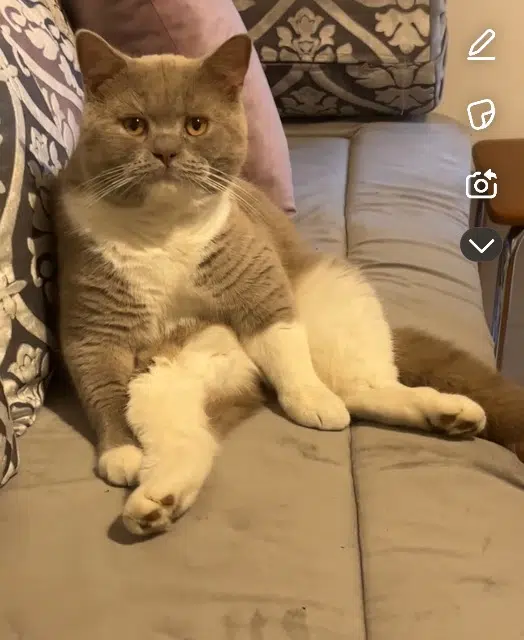 cat lost   91130 Ris-Orangis Fenix