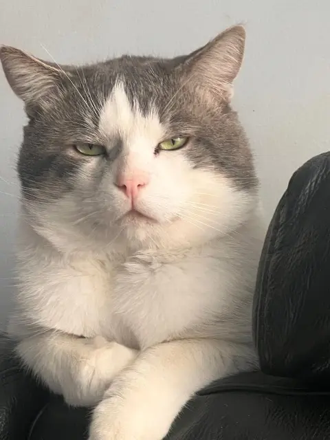 chat lost   91700 Sainte-Geneviève-des-Bois Flocon