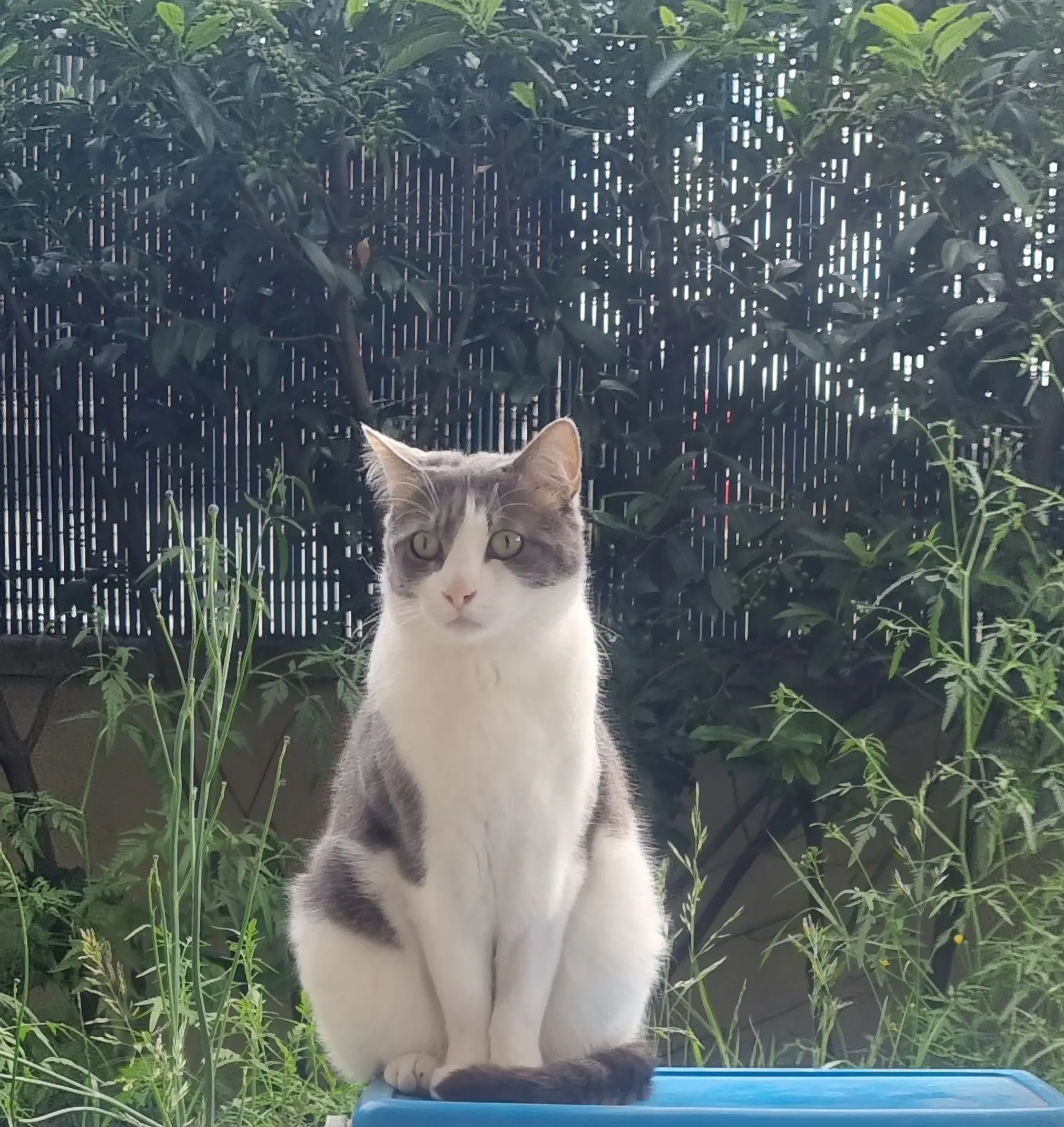 chat lost   91150 Étampes Floky