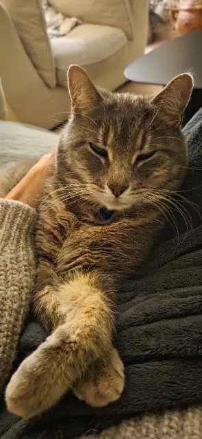 chat lost   91410 Les Granges-le-Roi Fluffy