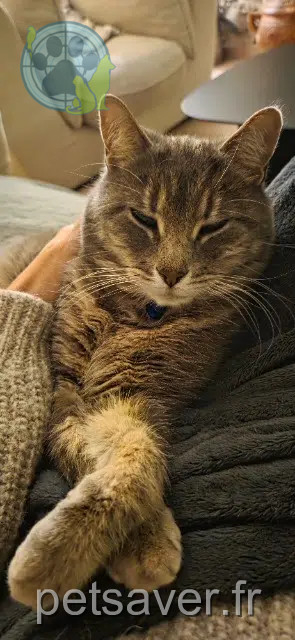 gato perdido 91410 Les Granges-le-Roi Fluffy gato lost 91410 Les Granges-le-Roi Fluffy