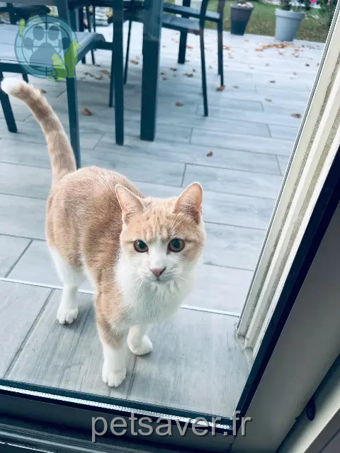 kater vermist 91380 Chilly-Mazarin Fuego kater lost 91380 Chilly-Mazarin Fuego
