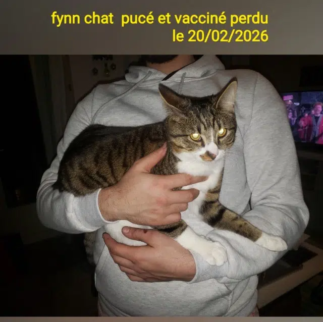 chat lost   91100 Villabé Fynn