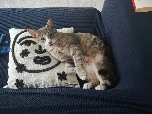 chat lost   91400 Orsay Galileo