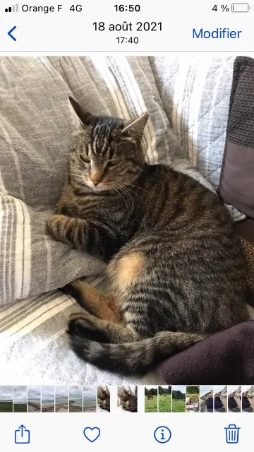 chat lost   91140 Villebon-sur-Yvette Gingko