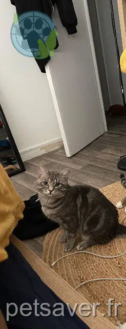 chat lost   91300 Massy Glordon