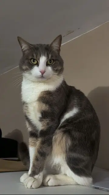 chat lost   91380 Chilly-Mazarin Gojo