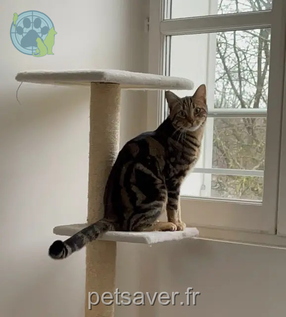 gatto perso 91330 Yerres Griffith gatto lost 91330 Yerres Griffith