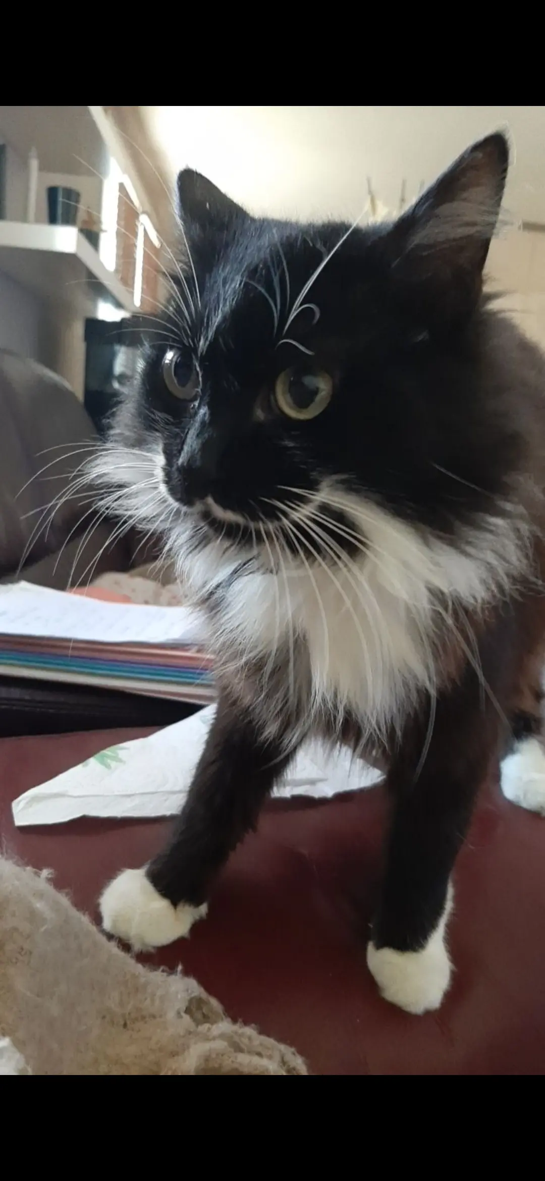 Chat Perdu 91 Essonne - Groot Chat Perdu 91 Essonne - Groot