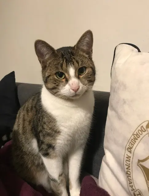 gato perdido 91850 Bouray-sur-Juine Guizlo gato lost 91850 Bouray-sur-Juine Guizlo