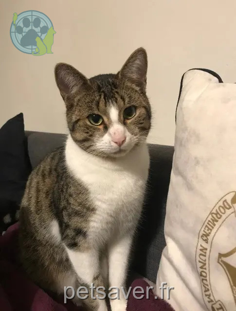 kater vermist 91850 Bouray-sur-Juine Guizlo kater lost 91850 Bouray-sur-Juine Guizlo